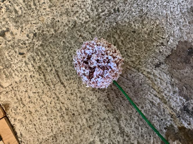 Hovedbilde Allium blomst
