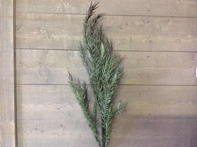 Hovedbilde Kvist m/grønne blader. 107 cm