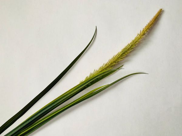 Hovedbilde Grønne strå, høyde 114cm