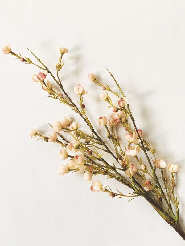 Voksblomst 92 cm